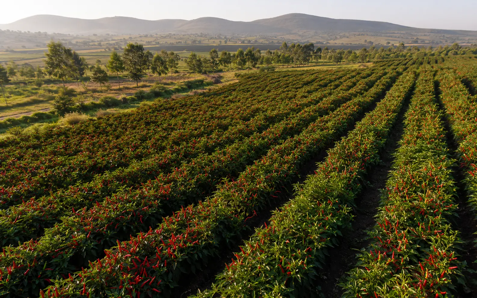 Aerial view of a large Ethiopian chili pepper farm with rows of ripe red chilies